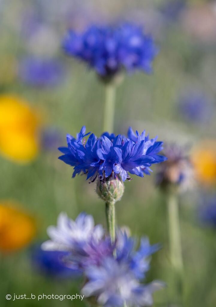 Purple-blue bachelor buttons in bee-friendly garden