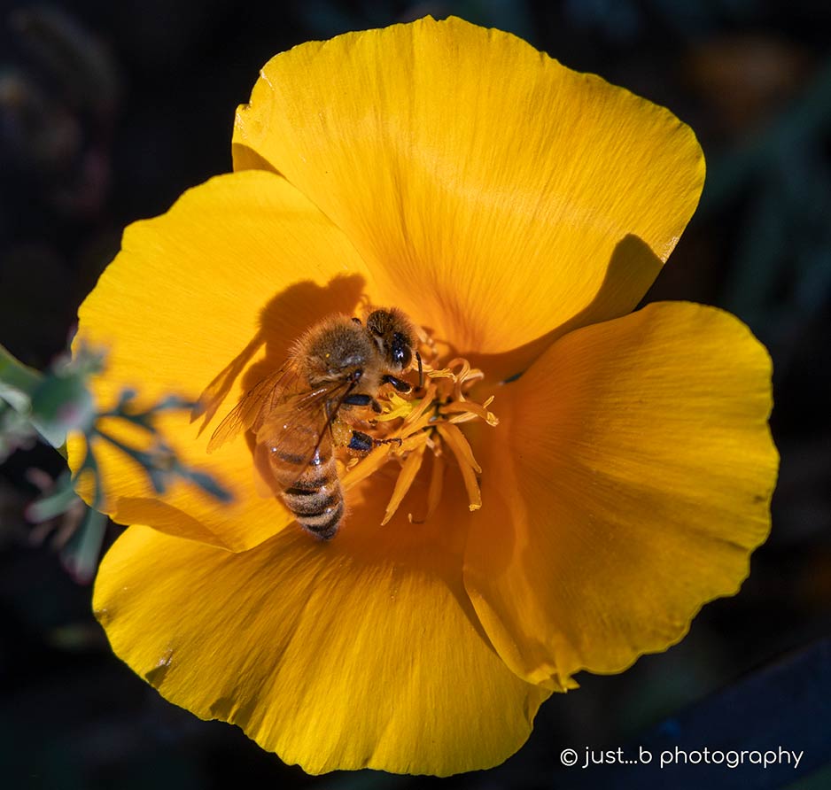 bee inside California poppy flower