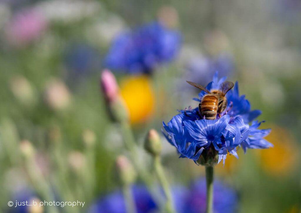 Close-up of bee on purple cornflower
