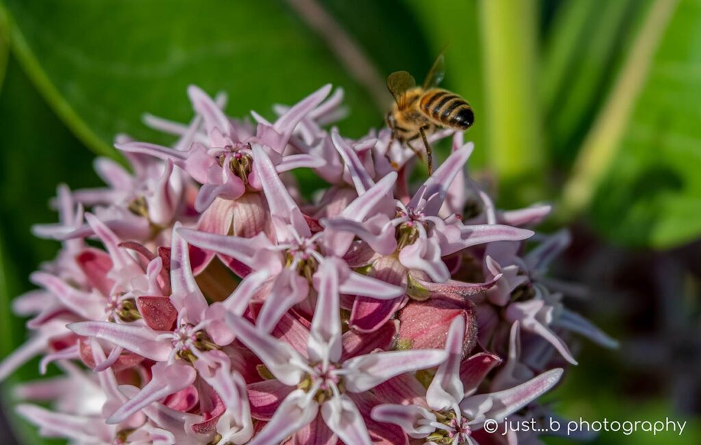 Honey bee on pink showy milkweed flowers.
