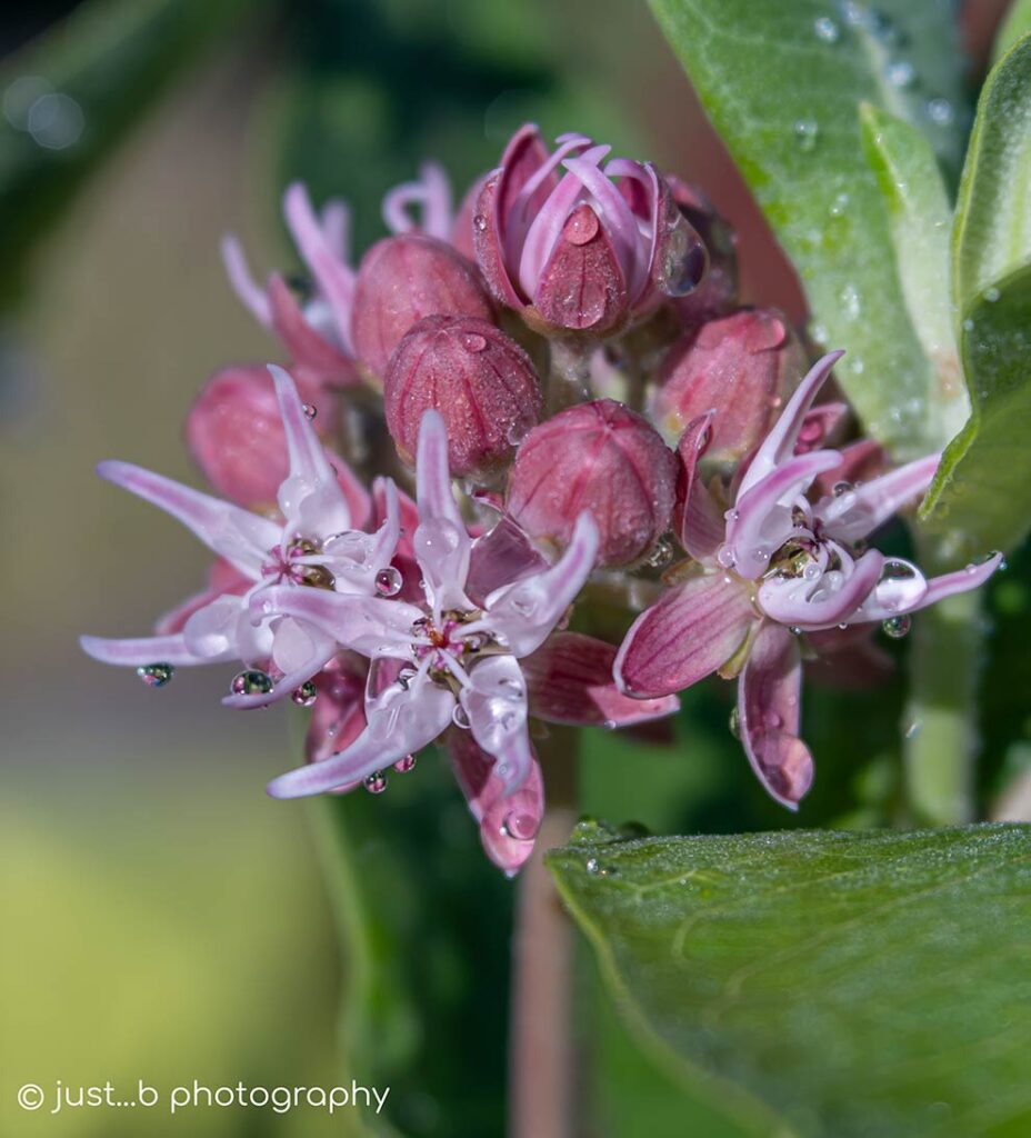 Pink showy milkweed flowers and buds with water droplets