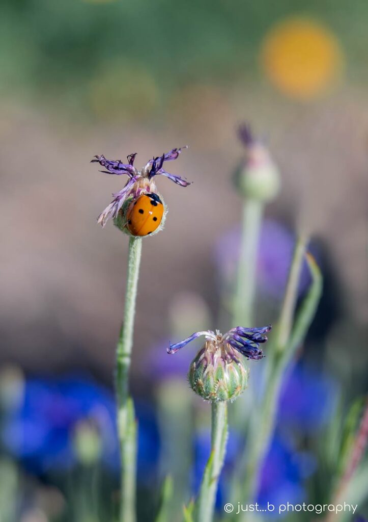 Ladybug on little cornflower about to open.