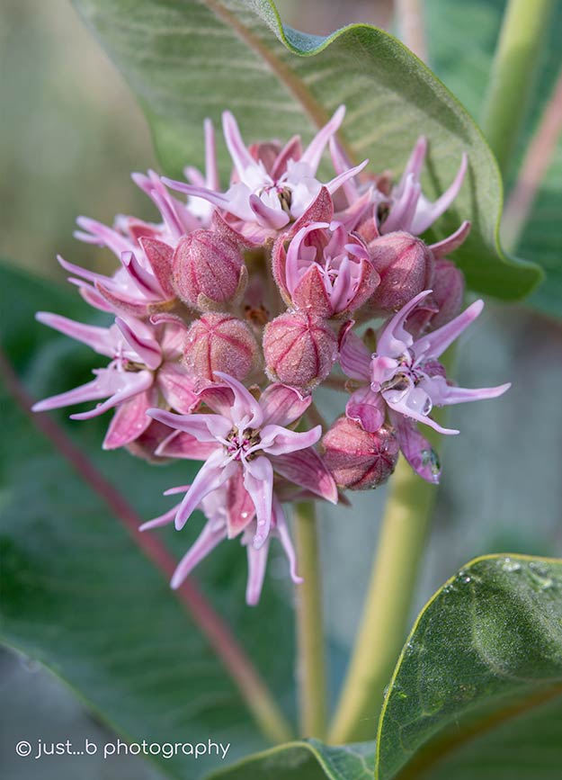Showy milkweed flowers and pink buds
