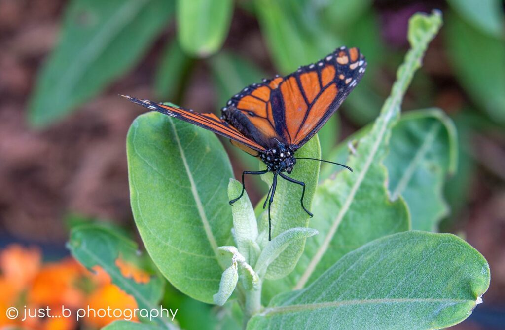 Monarch butterfly on milkweed plant.