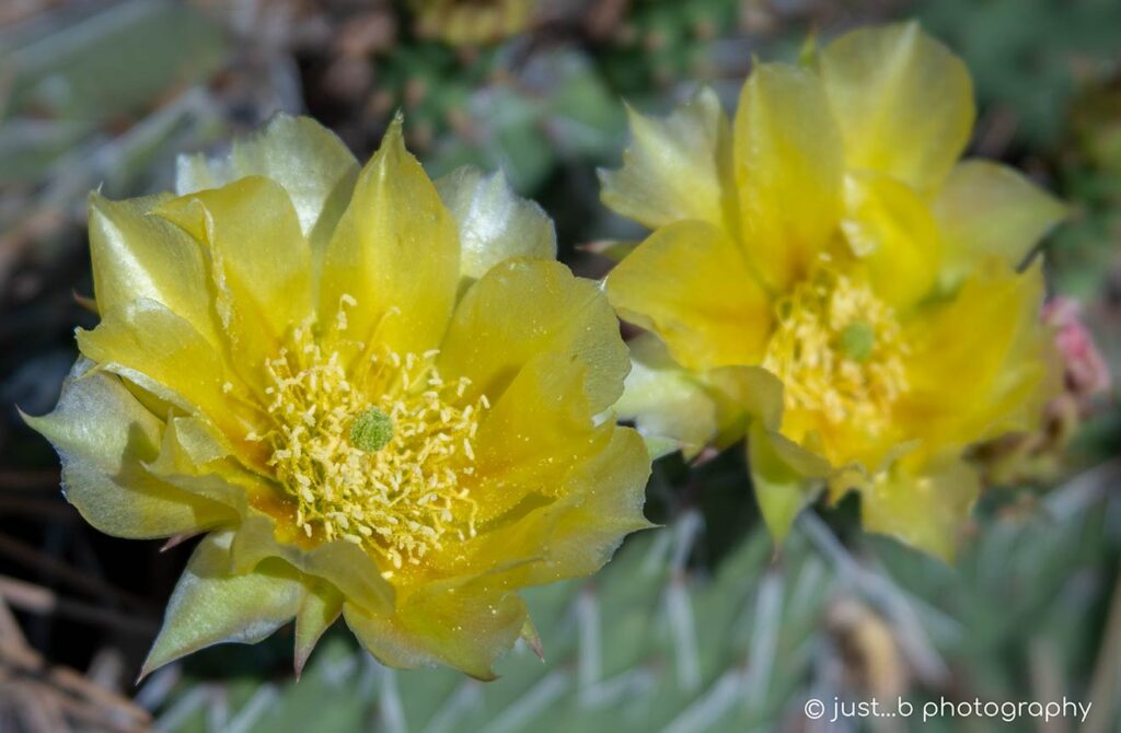 Two yellow prickly pear cactus flower blooms