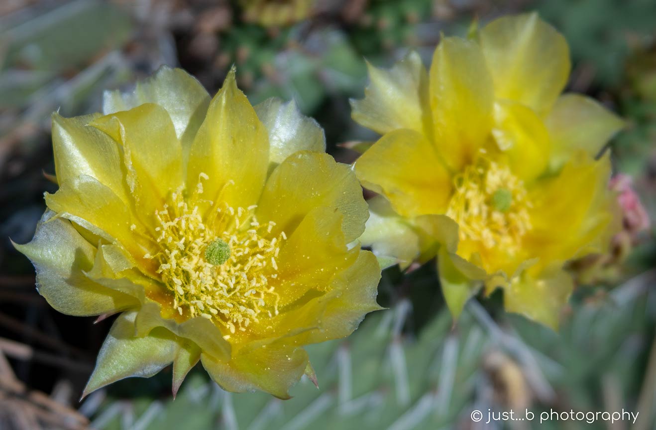 Prickly Pear Cactus Flowers with Their Colorful Summer Blooms