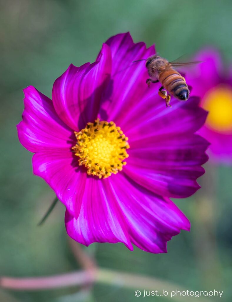 Honey bee hovering over cosmos flower