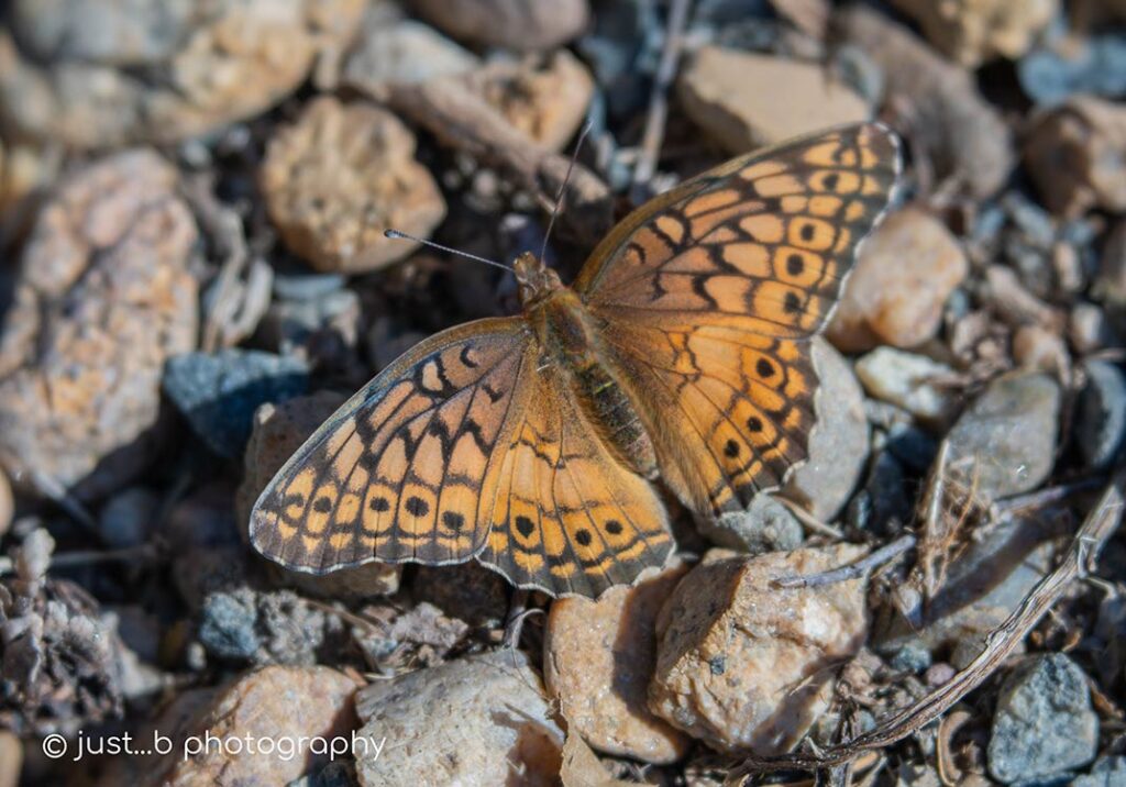 Brown spotted butterfly on rocks.