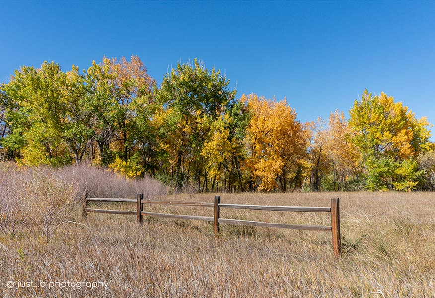 Golden cottonwoods in fall with rustic wood fence.
