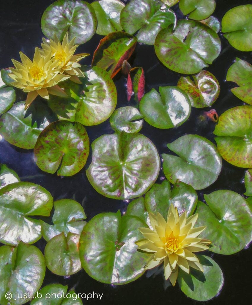 Yellow water lily flowers with green lily pads