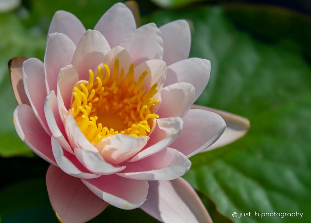 Pale pink lotus flower with yellow center