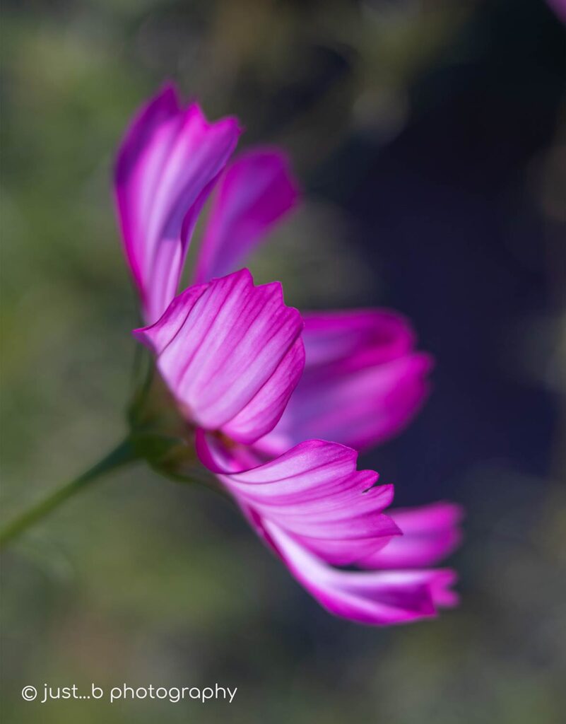 Sideview of pink and white cosmos flower