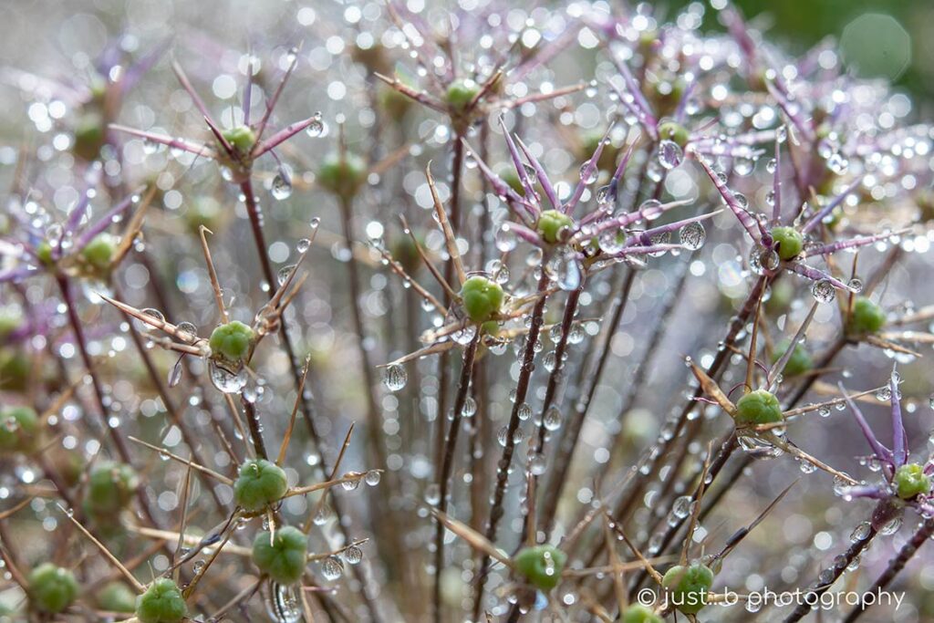 Allium seed head covered in water droplets