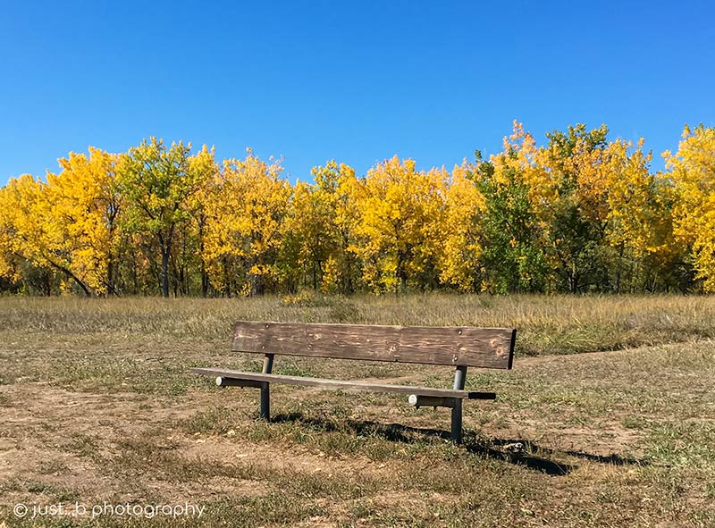 Wooden bench with golden cottonwood trees