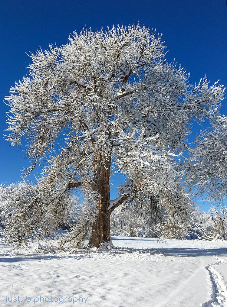 Big cottonwood tree with frosty snow covered branches.