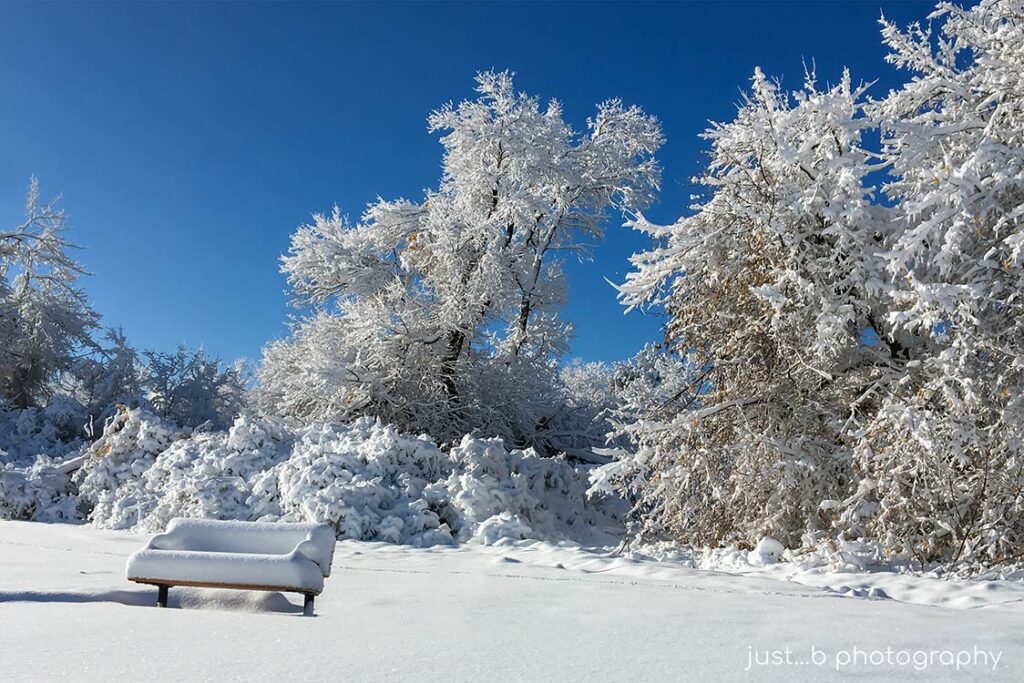 Snow covered bench with frosty trees.