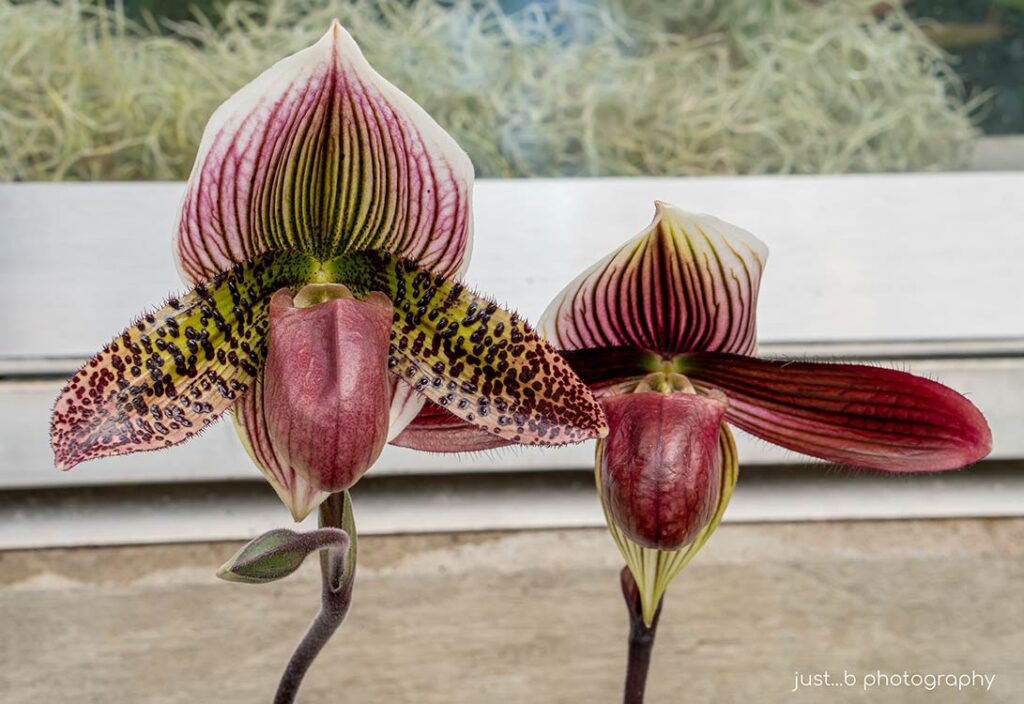 Side by side Aphrodite Slippers orchids.