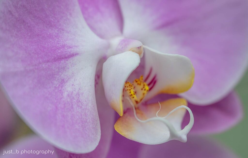 Close-up of pale pink Moth Orchid flower.