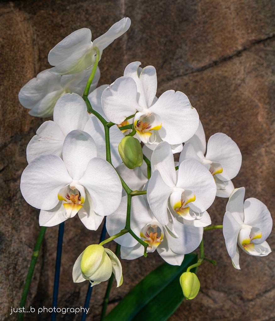 Cluster of white Moth Orchid flowers.