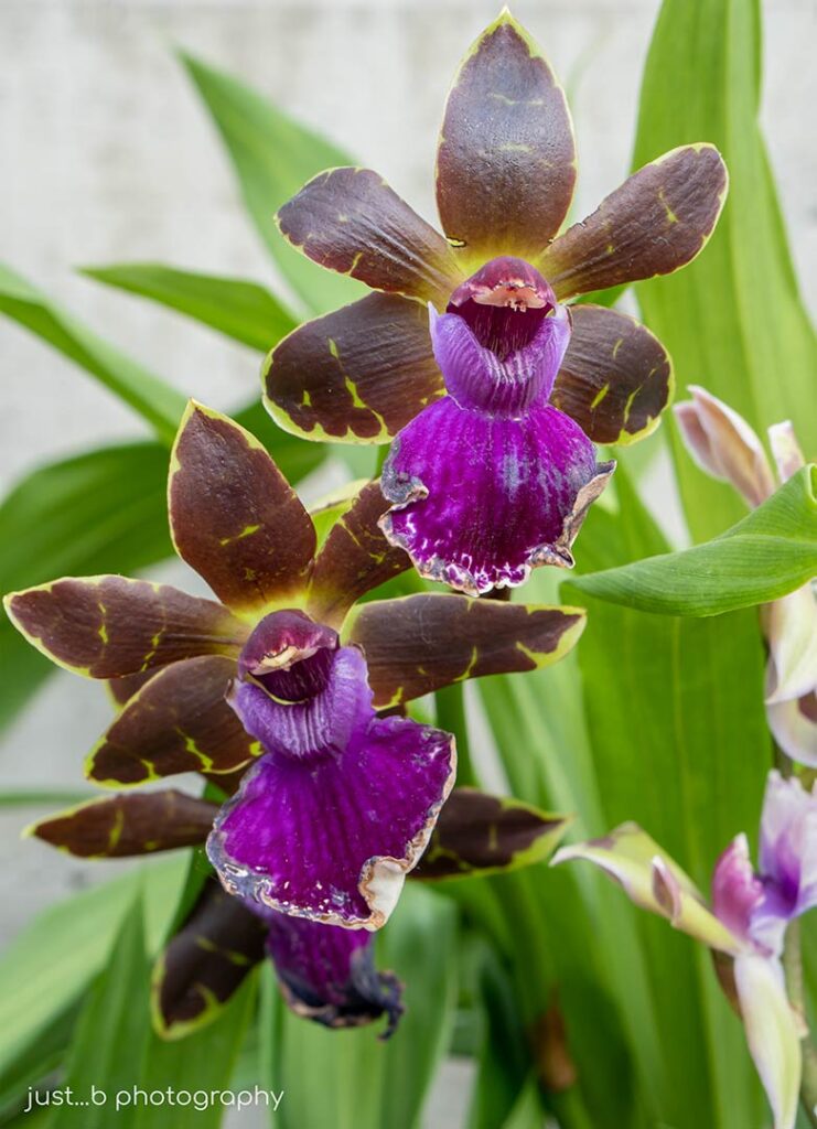 Purple and brown orchids.