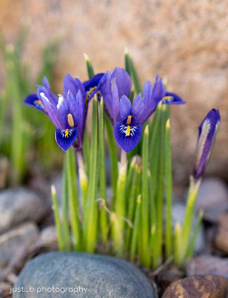 Pygmy Iris growing through rocks in early spring.