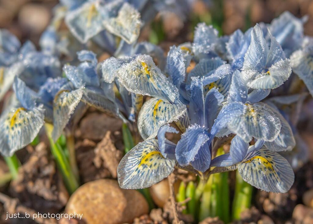 Pale blue Kathryn Hodgkins pygmy iris.