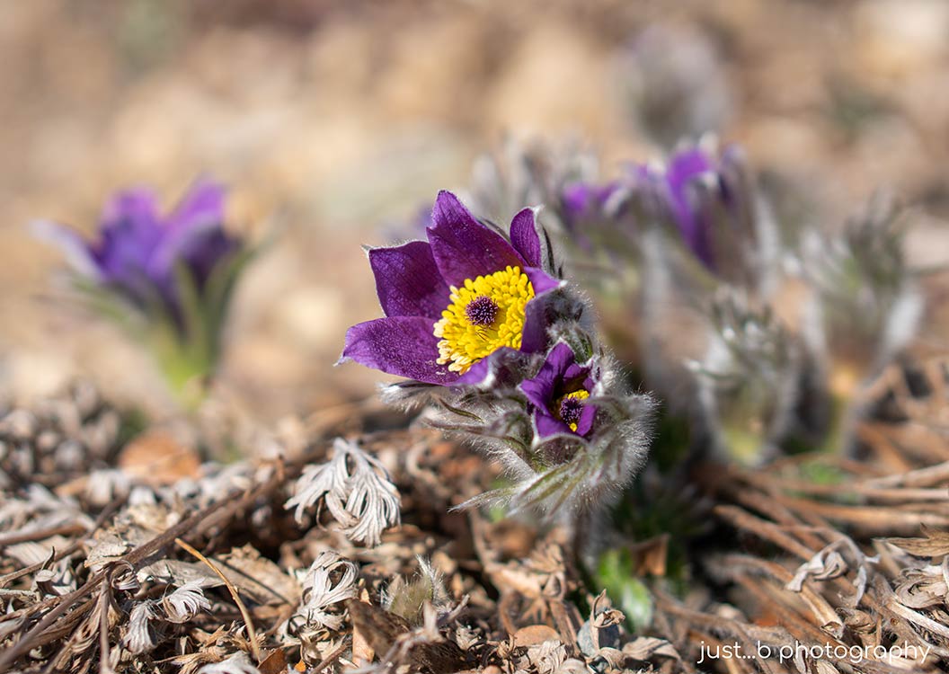 Pasque Flowers with their Feathery Foliage Bloom at Easter Time
