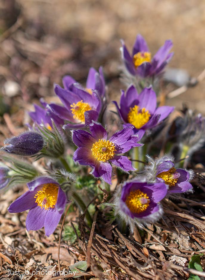 A cluster of purple any yellow pasque flowers.