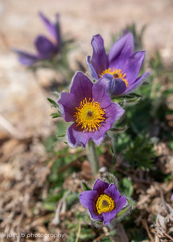 Pulsatilla vulgaris flowers in early spring.