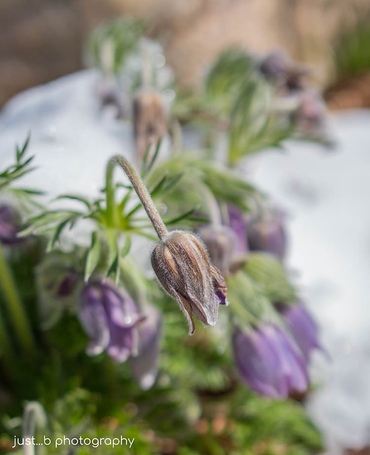 Pasque flowers surrounded by snow after a spring storm.