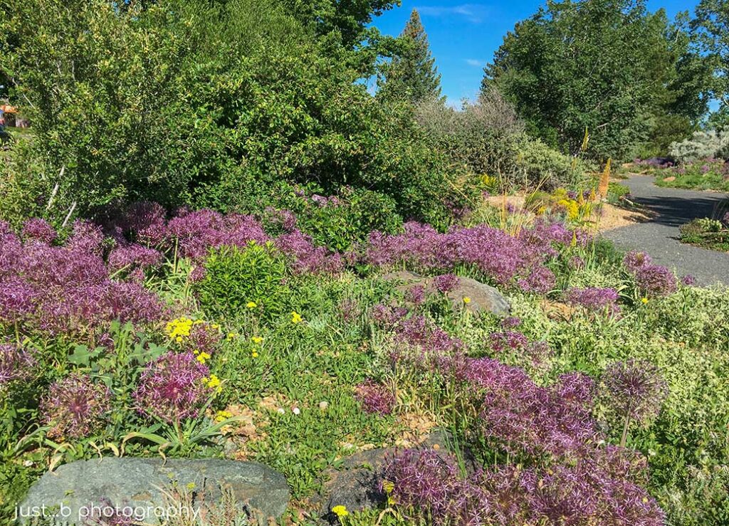 Xeriscape gardens dotted with purple Allium