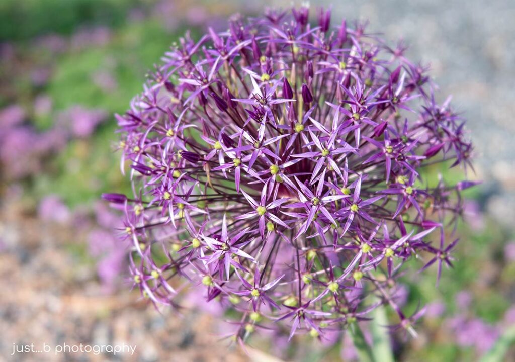 Little star-shaped purple blooms on an Allium flower head.