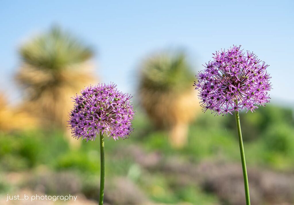 Purple Allium flower heads in spring with big yucca plants in background.