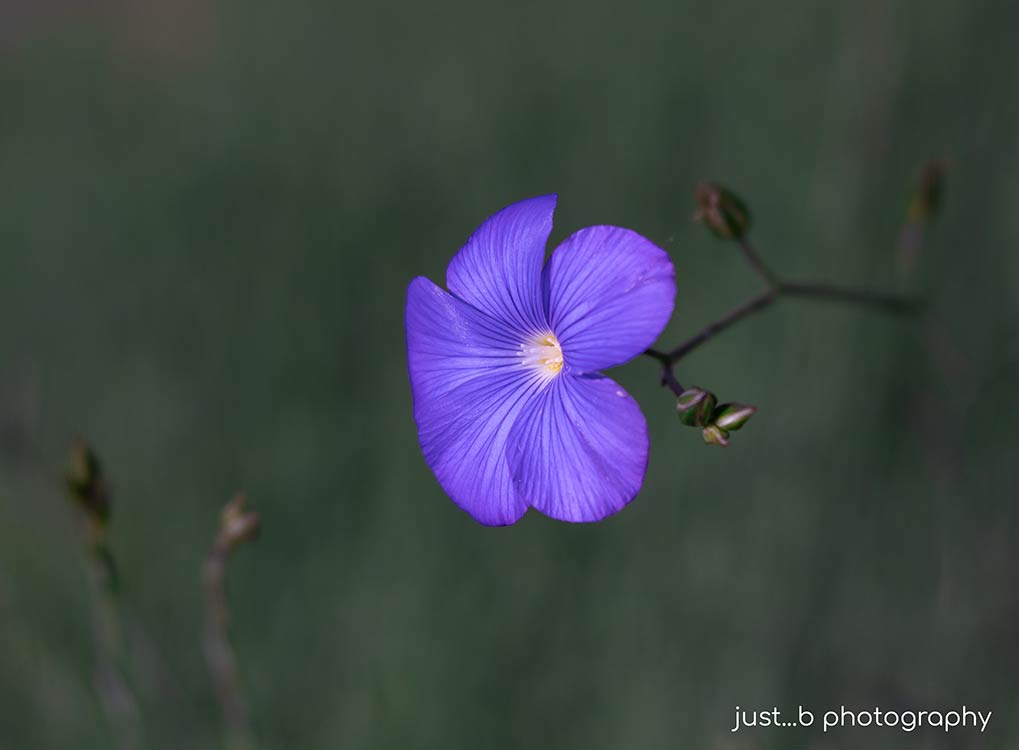 A solitary blue flax appears to be floating in greenery.