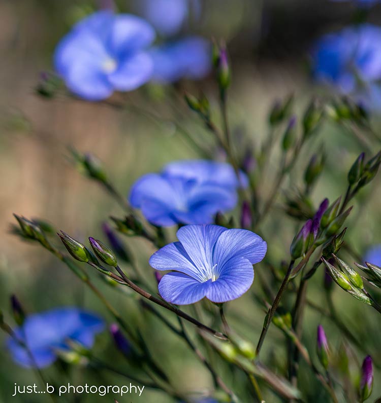 Blue Flax wildflowers with tiny purple buds