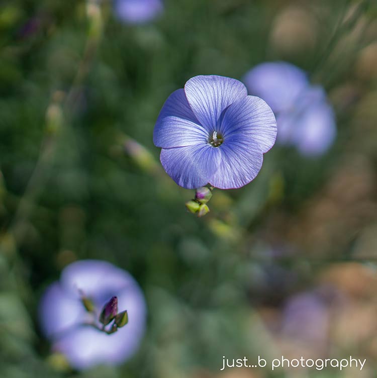 Blue flax wildflowers highlighted by the morning sun