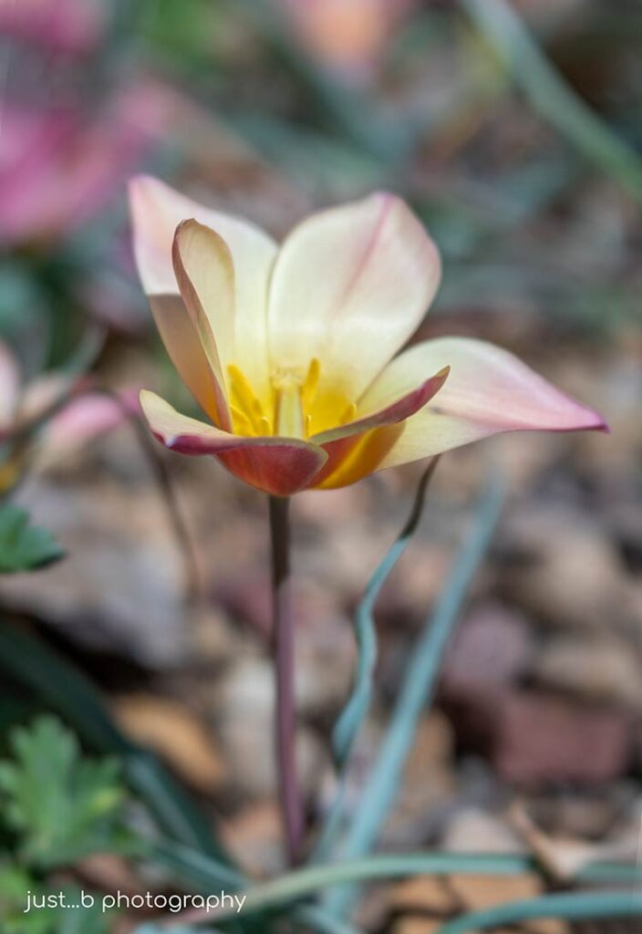 Blush colored little Candlestick wildflower tulip in rocky garden.
