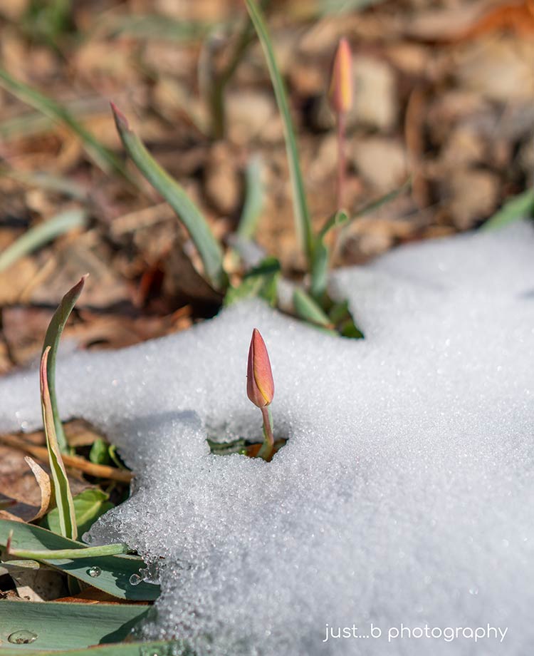 Candlestick tulip bud poking through spring snow.