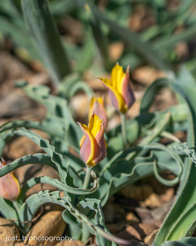 Little Candlestick tulips with their whimsical, tentacle-like foliage.