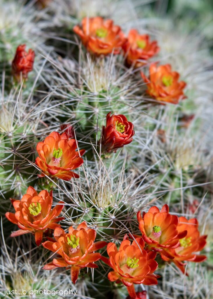 White Sands Claret Cup  cactus plant stolen from gardens.