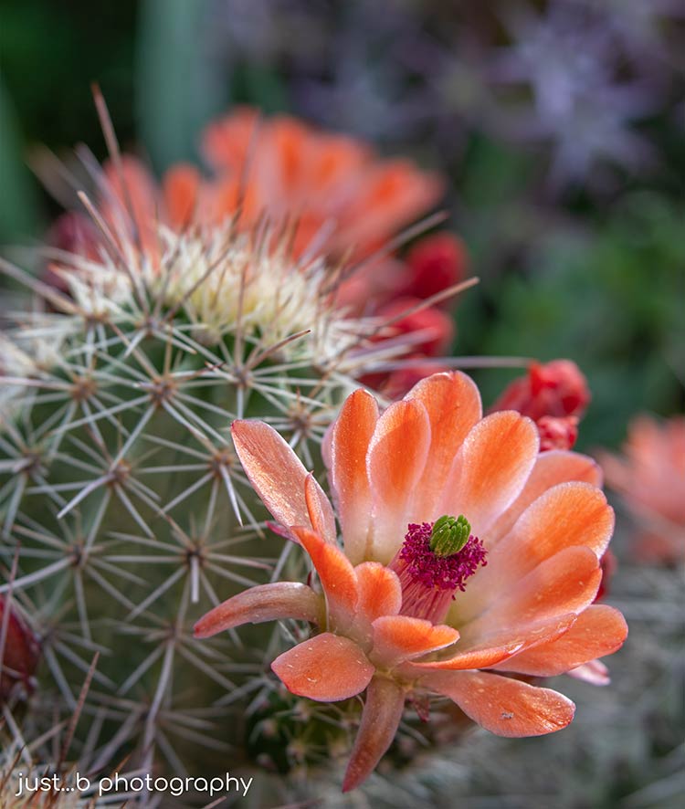 White Sands Claret Cup cactus plant with coral colored flowers.