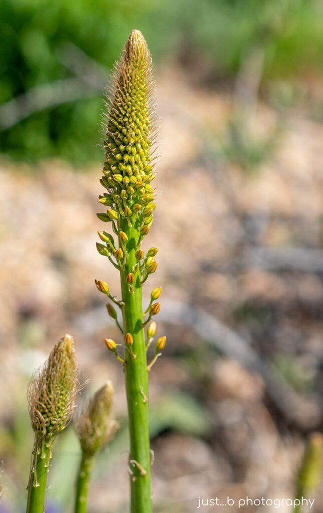 Desert Candle flower stem with little buds in late spring