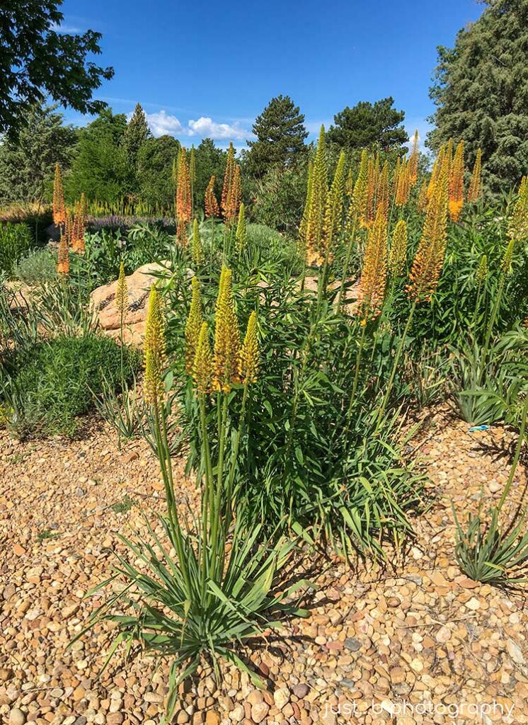 Foxtail lilies in early bloom stage.