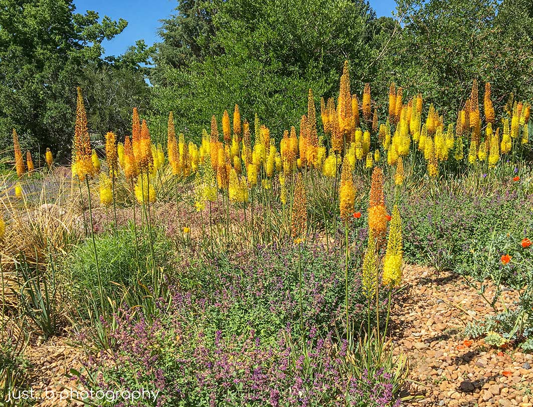 Foxtail Lilies Towering Stems Covered with Hundreds of Flowers