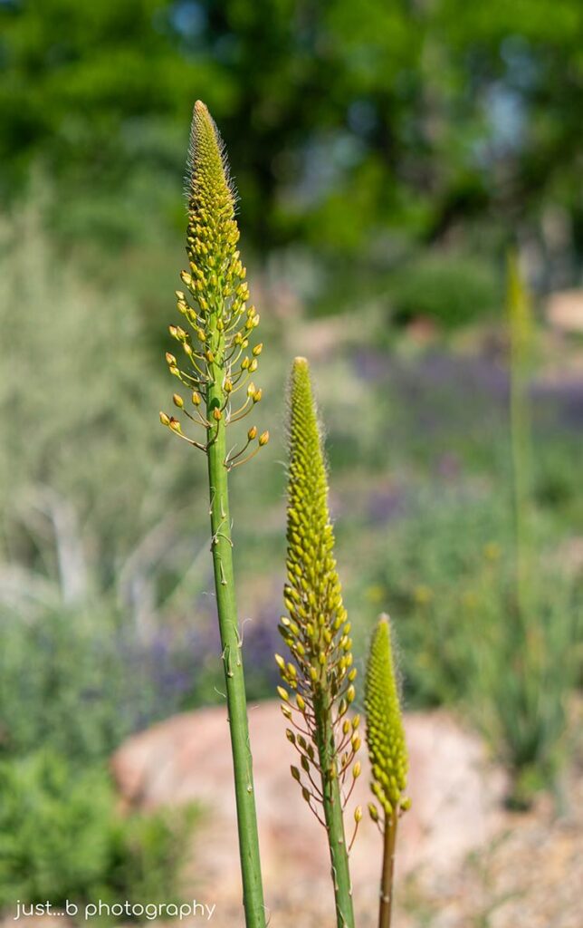Foxtail lily stalks with little buds