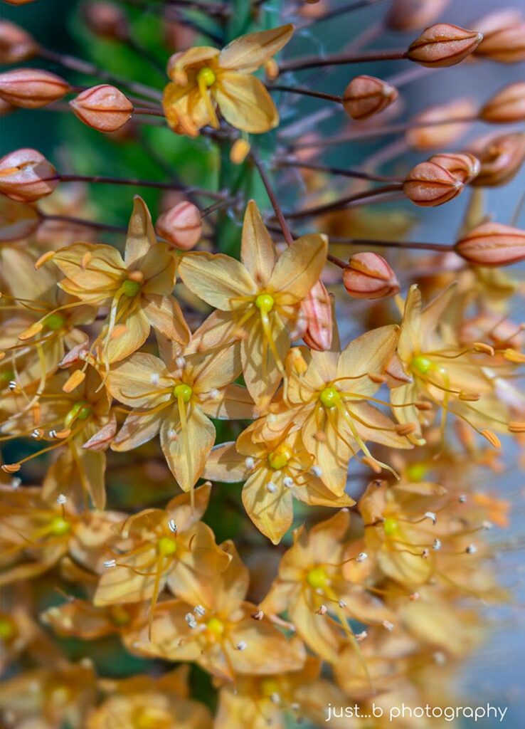 Peached colored foxtail lily flowers close-up