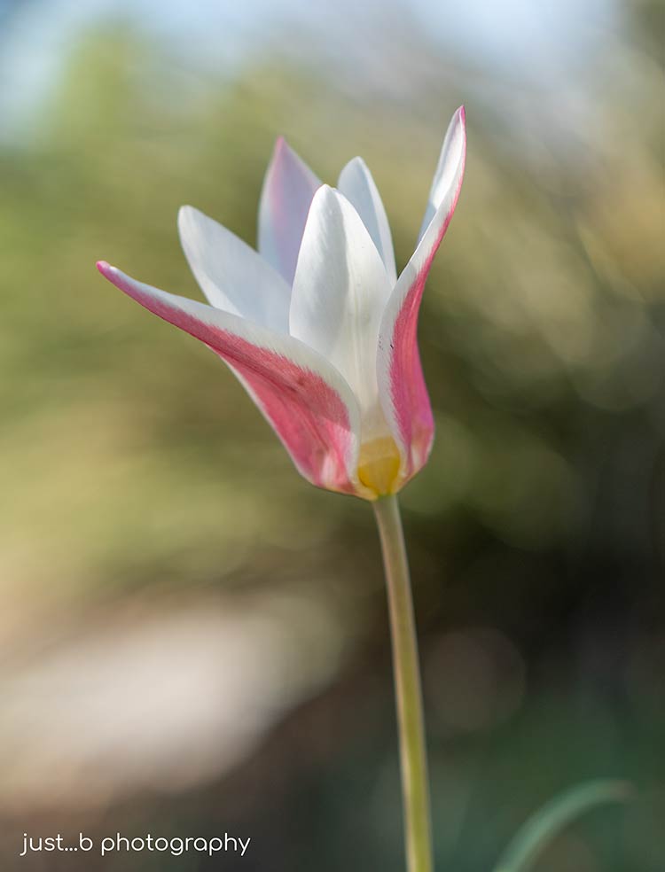 A solitary white and pink Lady Jane wildflower tulip.