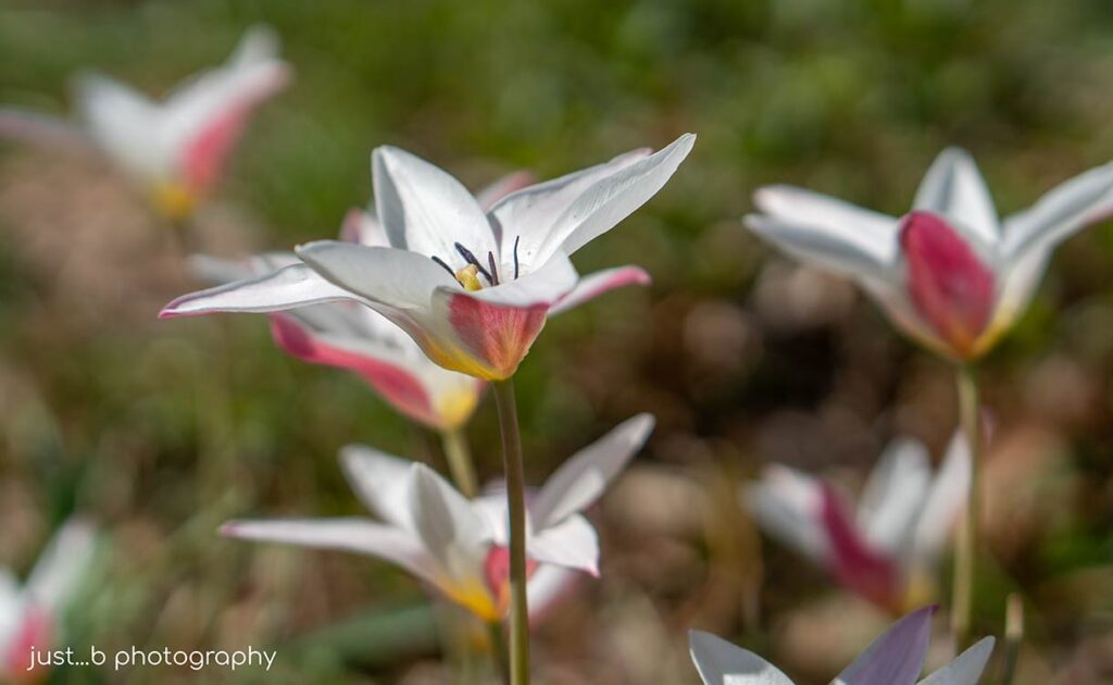 Lady Jane miniature tulips.