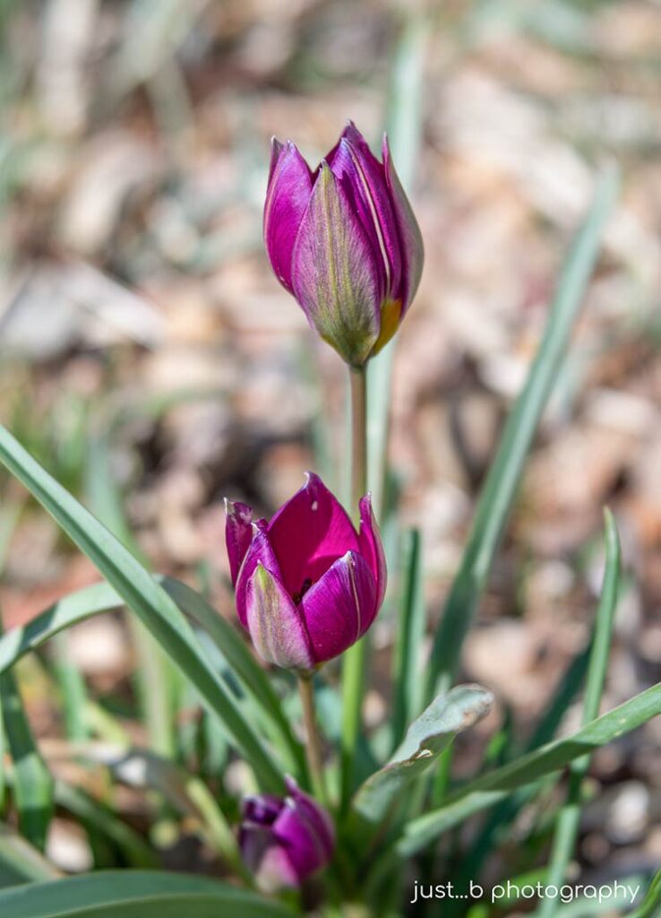 Magenta Persian Pearls miniature tulips