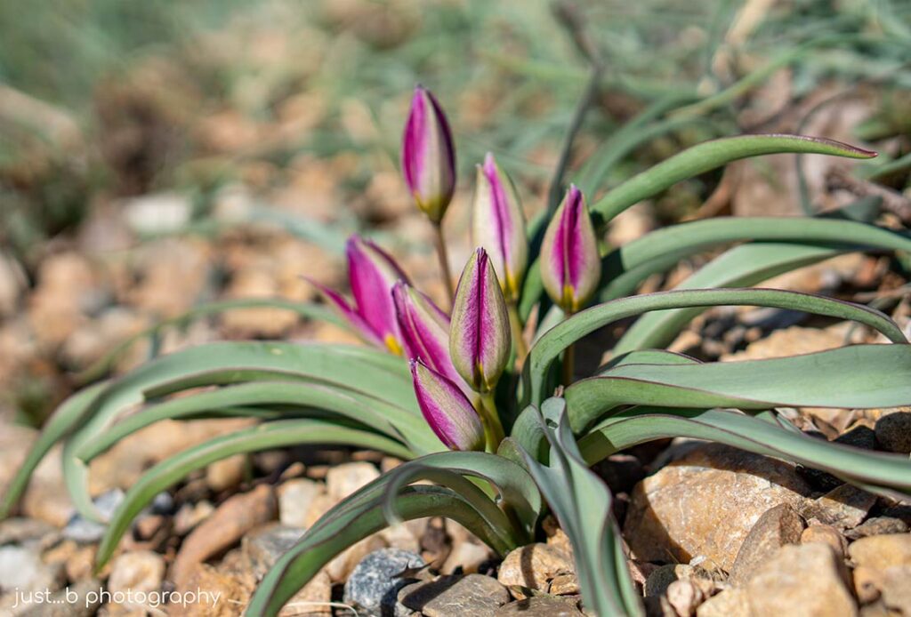 Whimsical miniature wildflower tulip buds in rocky garden.